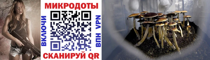 цены наркотик  Андреаполь  mega маркетплейс  Галлюциногенные грибы Cubensis 